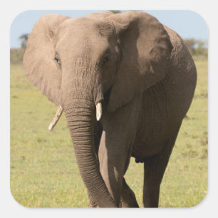 アフリカゾウ (Loxodonta Africana)、マサイ スクエアシール