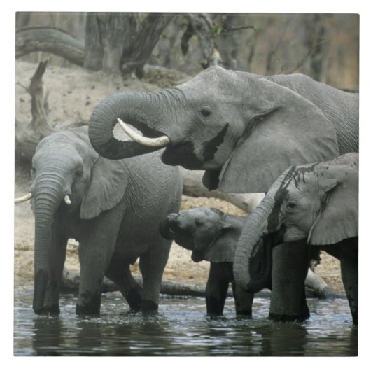アフリカゾウ (Loxodonta africana) 飲水 タイル (正面)