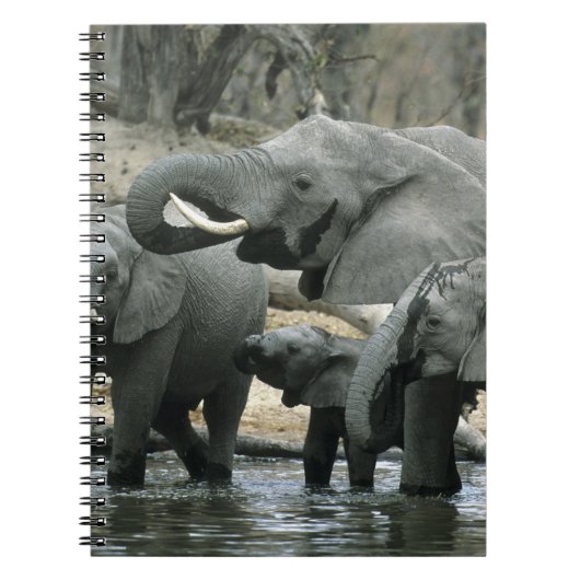 アフリカゾウ (Loxodonta africana) 飲水 ノートブック (正面)