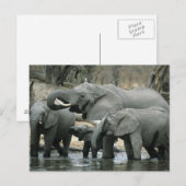 アフリカゾウ (Loxodonta africana) 飲水 ポストカード (正面/裏面)
