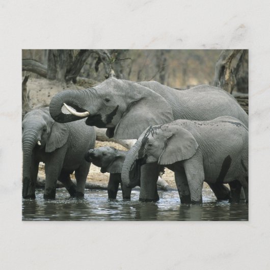 アフリカゾウ (Loxodonta africana) 飲水 ポストカード (正面)