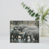アフリカゾウ (Loxodonta africana) 飲水 ポストカード (スタンド正面)