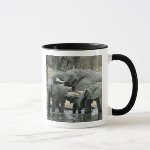アフリカゾウ（Loxodonta africana）、飲水 マグカップ