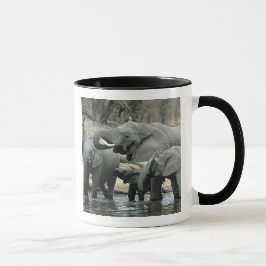 アフリカゾウ（Loxodonta africana）、飲水 マグカップ (右)