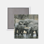 アフリカゾウ (Loxodonta africana) 飲水 マグネット (正面/裏面)