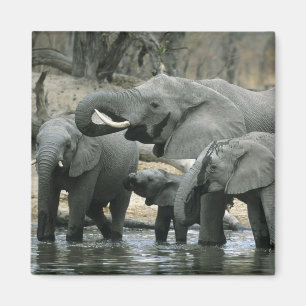 アフリカゾウ (Loxodonta africana) 飲水 マグネット