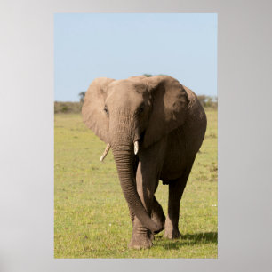 アフリカゾウ(Loxodonta Africana)、Maasai ポスター
