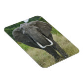 アフリカゾウna loxodonta, マサイマラゲーム マグネット (右側)