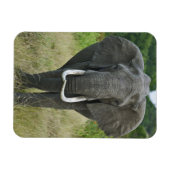 アフリカゾウna loxodonta, マサイマラゲーム マグネット (横)