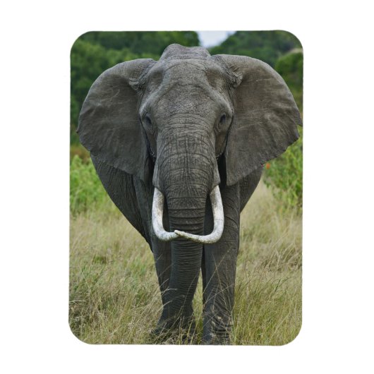 アフリカゾウna loxodonta, マサイマラゲーム マグネット (縦)