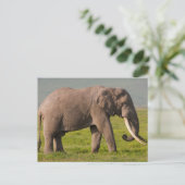 アフリカゾウNgorongoro保護区 ポストカード (スタンド正面)