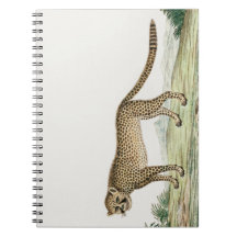 アフリカチエタイラストレーション