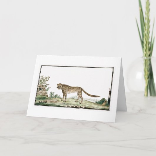 アフリカチータイラストレーション カード (正面)