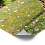 アフリカチーターの接写 ポスター (角)