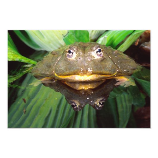 アフリカツチガエル, Pyxicephalus 2 フォトプリント (正面)