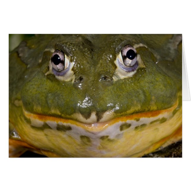 アフリカツメガエル属 Pyxicephalus (正面横)
