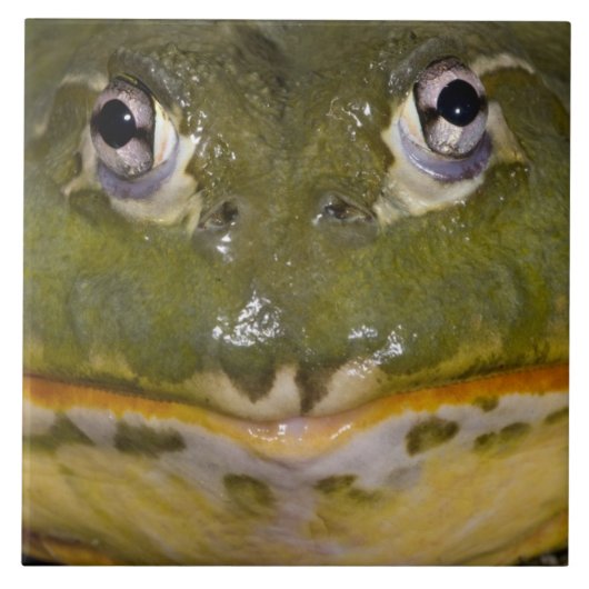 アフリカツメガエル属 Pyxicephalus タイル (正面)