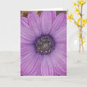 アフリカデイジーの挨拶状 カード (黄色い花)