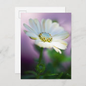 アフリカデイジーはがき ポストカード (正面/裏面)