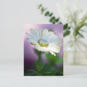 アフリカデイジーはがき ポストカード (スタンド正面)