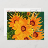 アフリカデイジーはがき ポストカード (正面/裏面)