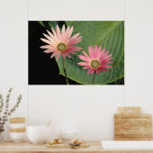 アフリカデイジーズビュートパーク、カーディフ、ウェールズ ポスター (キッチン)