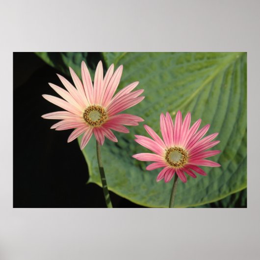 アフリカデイジーズビュートパーク、カーディフ、ウェールズ ポスター (正面)