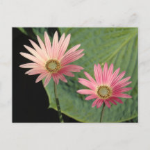 アフリカデイジーズビュートパーク、カーディフ、ウェールズ