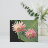 アフリカデイジーズビュートパーク、カーディフ、ウェールズ ポストカード (スタンド正面)