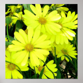 アフリカデイジープリント ポスター
