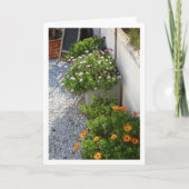 アフリカデイジーポートレートカード カード (正面)