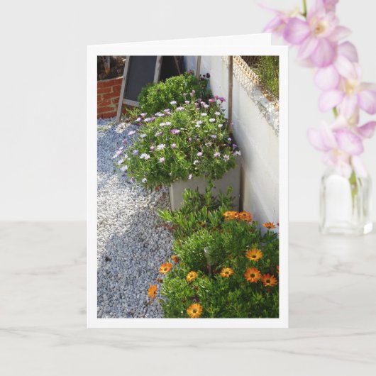 アフリカデイジーポートレートカード カード (蘭)