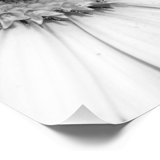 アフリカデイジーモノクロ写真 フォトプリント (角)