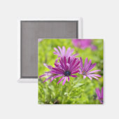 アフリカデイジー花磁石 マグネット (正面/裏面)