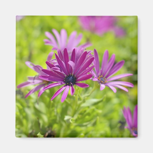 アフリカデイジー花磁石 マグネット (正面)