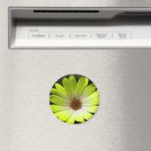 アフリカデイジー蛍光イエロー磁石 マグネット (インサイチュ (食洗機))