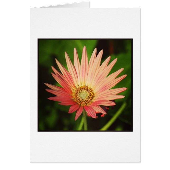 アフリカデイジー (正面)