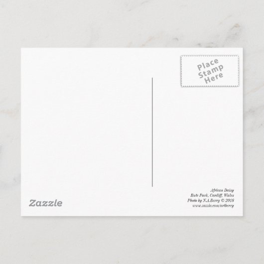 アフリカデイジー。ウェールズ,カーディフ,ビュートパーク ポストカード (裏面)