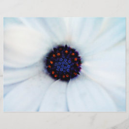 アフリカデイジー チラシ