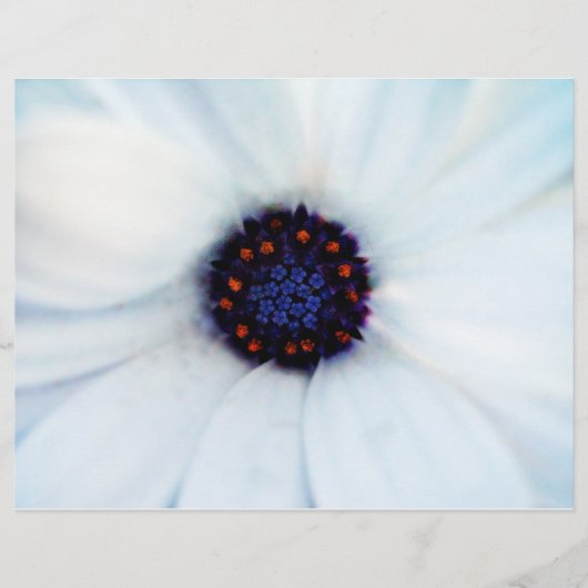 アフリカデイジー チラシ (正面)