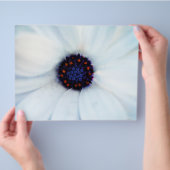 アフリカデイジー チラシ (手)