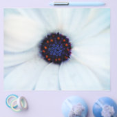 アフリカデイジー チラシ (シングル)