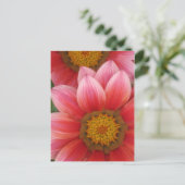 アフリカデイジー ポストカード (スタンド正面)