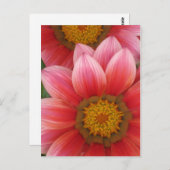 アフリカデイジー ポストカード (正面/裏面)