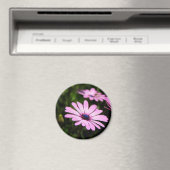 アフリカデイジー マグネット (インサイチュ (食洗機))