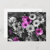 アフリカデイジーBWフローラポストカード ポストカード (正面/裏面)