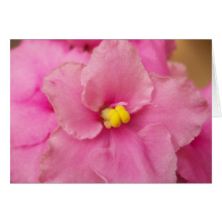 アフリカバイオレットの花