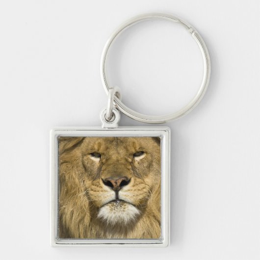 アフリカバーバリライオン, Panthera leo leo, その1つ キーホルダー (正面)