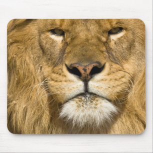 アフリカバーバリライオン,Panthera leo leo,の1つ マウスパッド