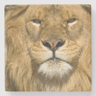 アフリカバーバリライオン,Panthera leo leo, ストーンコースター